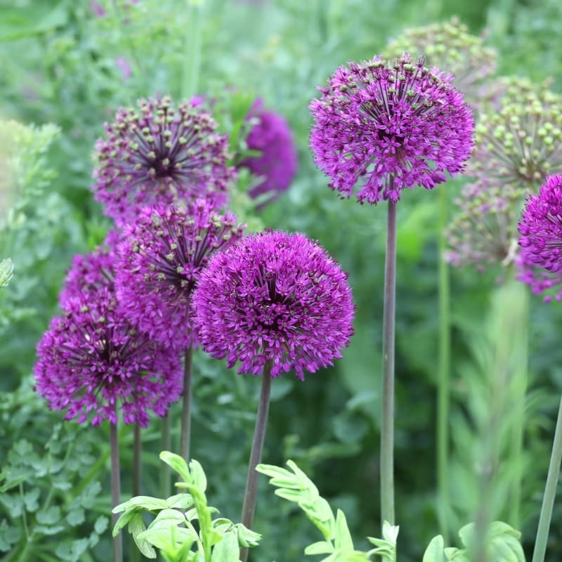 Purple Sensation Allium