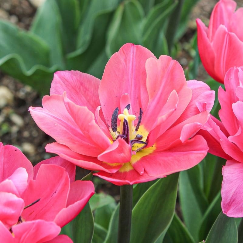Sunset Tropical Tulip